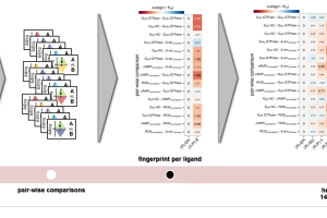 Analysis of functional selectivity at β2AR